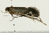  ( - 09BBLEP-00089)  @13 [ ] CreativeCommons - Attribution (2009) Unspecified Centre for Biodiversity Genomics