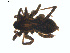  ( - BIOUG01579-H03)  @13 [ ] Copyright  G. Blagoev 2011 Unspecified