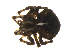  ( - BIOUG01627-A08)  @12 [ ] Copyright  G. Blagoev 2011 Unspecified