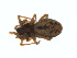  ( - BIOUG01628-B06)  @13 [ ] Copyright  G. Blagoev 2011 Unspecified
