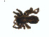  ( - BIOUG01628-G11)  @12 [ ] Copyright  G. Blagoev 2011 Unspecified