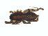  ( - BIOUG01635-D05)  @12 [ ] Copyright  G. Blagoev 2011 Unspecified