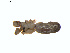  ( - BIOUG00890-E01)  @12 [ ] Copyright  G. Blagoev 2011 Unspecified