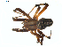  ( - BIOUG01961-H10)  @13 [ ] Copyright  G. Blagoev 2012 Unspecified