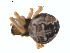  ( - BIOUG01577-A05)  @12 [ ] Copyright  G. Blagoev 2011 Unspecified
