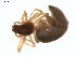  ( - BIOUG01636-H06)  @12 [ ] Copyright  G. Blagoev 2011 Unspecified