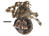  (Araneus pegnia - BIOUG01877-C04)  @14 [ ] CreativeCommons - Attribution (2015) CBG Photography Group Centre for Biodiversity Genomics