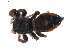  (Phidippus johnsoni - BIOUG01969-C06)  @14 [ ] Copyright  G. Blagoev 2012 Unspecified