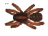  ( - BIOUG00162-C03)  @12 [ ] Copyright  G. Blagoev 2010 Unspecified