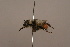  ( - 1552D05)  @12 [ ] Copyright (2010) Paul Williams, 2010 Unspecified