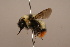  ( - 1555B07)  @11 [ ] Copyright (2018) Paul H. Williams Natural History Mueum, London