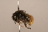  (Bombus pyrosoma - 1555C03)  @11 [ ] Copyright (2018) Paul H. Williams Natural History Mueum, London
