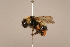  ( - 1555D06)  @11 [ ] Copyright (2018) Paul H. Williams Natural History Mueum, London