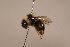  ( - 1555D07)  @11 [ ] Copyright (2018) Paul H. Williams Natural History Mueum, London