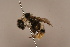  ( - 1555D09)  @11 [ ] Copyright (2018) Paul H. Williams Natural History Mueum, London