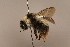  ( - 1555D10)  @11 [ ] Copyright (2018) Paul H. Williams Natural History Mueum, London