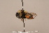  ( - 1555F10)  @11 [ ] Copyright (2018) Paul H. Williams Natural History Mueum, London