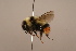  ( - 1555H05)  @11 [ ] Copyright (2018) Paul H. Williams Natural History Mueum, London
