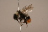  ( - 1555H07)  @11 [ ] Copyright (2018) Paul H. Williams Natural History Mueum, London