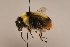  ( - 6877A08)  @11 [ ] Copyright (2018) Paul H. Williams Natural History Mueum, London