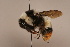  ( - 6877A11)  @11 [ ] Copyright (2018) Paul H. Williams Natural History Mueum, London