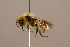  ( - 6877F10)  @11 [ ] Copyright (2018) Paul H. Williams Natural History Mueum, London
