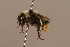  (Bombus qilianensis - 6880A11)  @11 [ ] Copyright (2018) Paul H. Williams Natural History Mueum, London