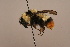  (Bombus alagesianus - 6880C01)  @11 [ ] Copyright (2018) Paul H. Williams Natural History Mueum, London