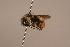  ( - 6880H04)  @11 [ ] Copyright (2019) Paul H. Williams Natural History Mueum, London