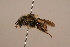  ( - 6880H05)  @11 [ ] Copyright (2019) Paul H. Williams Natural History Mueum, London