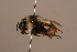  ( - 6880H06)  @11 [ ] Copyright (2019) Paul H. Williams Natural History Mueum, London