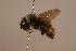  ( - 6880H08)  @11 [ ] Copyright (2019) Paul H. Williams Natural History Mueum, London