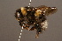  (Bombus longipennis - 0110-NEP)  @15 [ ] Unspecified (default): All Rights Reserved  Unspecified Unspecified