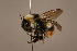  (Bombus cullumanus - 704-KAZ)  @13 [ ] Unspecified (default): All Rights Reserved  Unspecified Unspecified