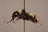  (Bombus himalayanus - 1550-308-IND)  @11 [ ] Unspecified (default): All Rights Reserved  Unspecified Unspecified