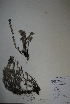  ( - BAB-3198)  @12 [ ] Unspecified (default): All Rights Reserved  LAZS Unspecified