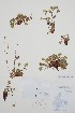  (Potentilla hyparctica - CCDB-18336-F3)  @11 [ ] CreativeCommons - Attribution Share-Alike (2021) Bruce Bennett Research Collection of B. A. Bennett