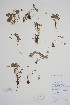  (Ranunculus glacialis - CCDB-18335-E3)  @11 [ ] CreativeCommons - Attribution Share-Alike (2021) Bruce Bennett Research Collection of B. A. Bennett