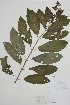  (Stachys hispida - CCDB-18331-H10)  @11 [ ] CreativeCommons - Attribution Share-Alike (2021) Bruce Bennett Research Collection of B. A. Bennett