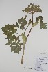  (Angelica lucida - CCDB-18321-G3)  @11 [ ] CreativeCommons - Attribution Share-Alike (2020) Bruce Bennett Research Collection of B. A. Bennett
