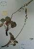  ( - CCDB-21230-E01)  @11 [ ] CreativeCommons - Attribution (2014) Unspecified Unspecified