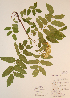  ( - CCDB-23321-E02)  @11 [ ] CreativeCommons - Attribution (2016) Unspecified Unspecified