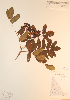  ( - CCDB-23321-E03)  @11 [ ] CreativeCommons - Attribution (2016) Unspecified Unspecified