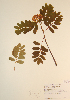  (Sorbus sitchensis - CCDB-23321-E04)  @11 [ ] CreativeCommons - Attribution (2016) Unspecified Unspecified