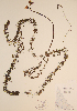 ( - CCDB-23321-H07)  @11 [ ] CreativeCommons - Attribution (2016) Unspecified Unspecified