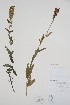  (Pedicularis lanceolata - CCDB-18342-H7)  @11 [ ] CreativeCommons - Attribution Share-Alike (2021) Unspecified Research Collection of B. A. Bennett