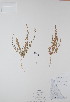  (Chenopodium leptophyllum - BABY-01267)  @11 [ ] CreativeCommons - Attribution (2017) Unspecified B.A. Bennett Yukon herbarium (BABY)