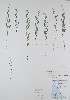  ( - BABY-09997)  @11 [ ] CreativeCommons - Attribution (2017) Unspecified B.A. Bennett Yukon herbarium (BABY)