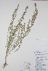  ( - BABY-08758)  @11 [ ] CreativeCommons - Attribution (2017) Unspecified B.A. Bennett Yukon herbarium (BABY)