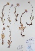  (Erigeron peregrinus - BABY-10064)  @11 [ ] CreativeCommons - Attribution (2017) Unspecified B.A. Bennett Yukon herbarium (BABY)